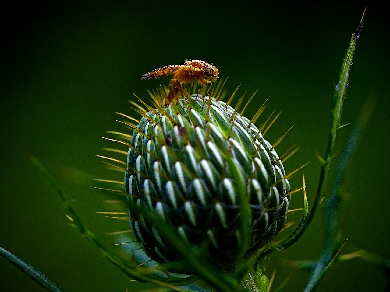 How to Keep Your Home Safe from Pests